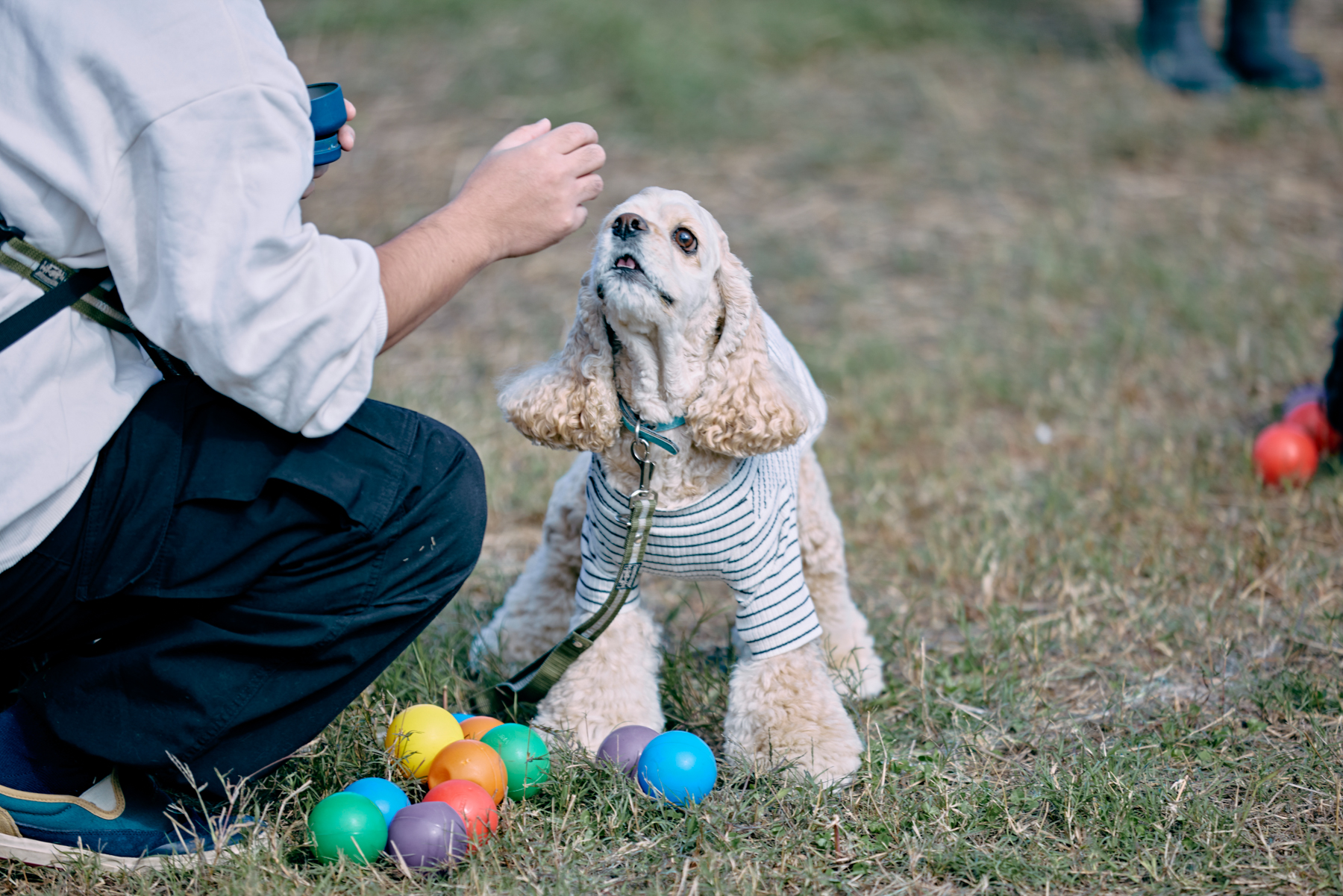 フィールドコンテンツ紹介(Cocker Spaniel)