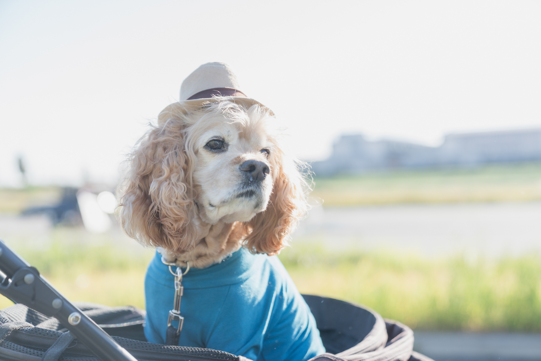 ご長寿犬発表（Cocker Spaniel 2025秋）