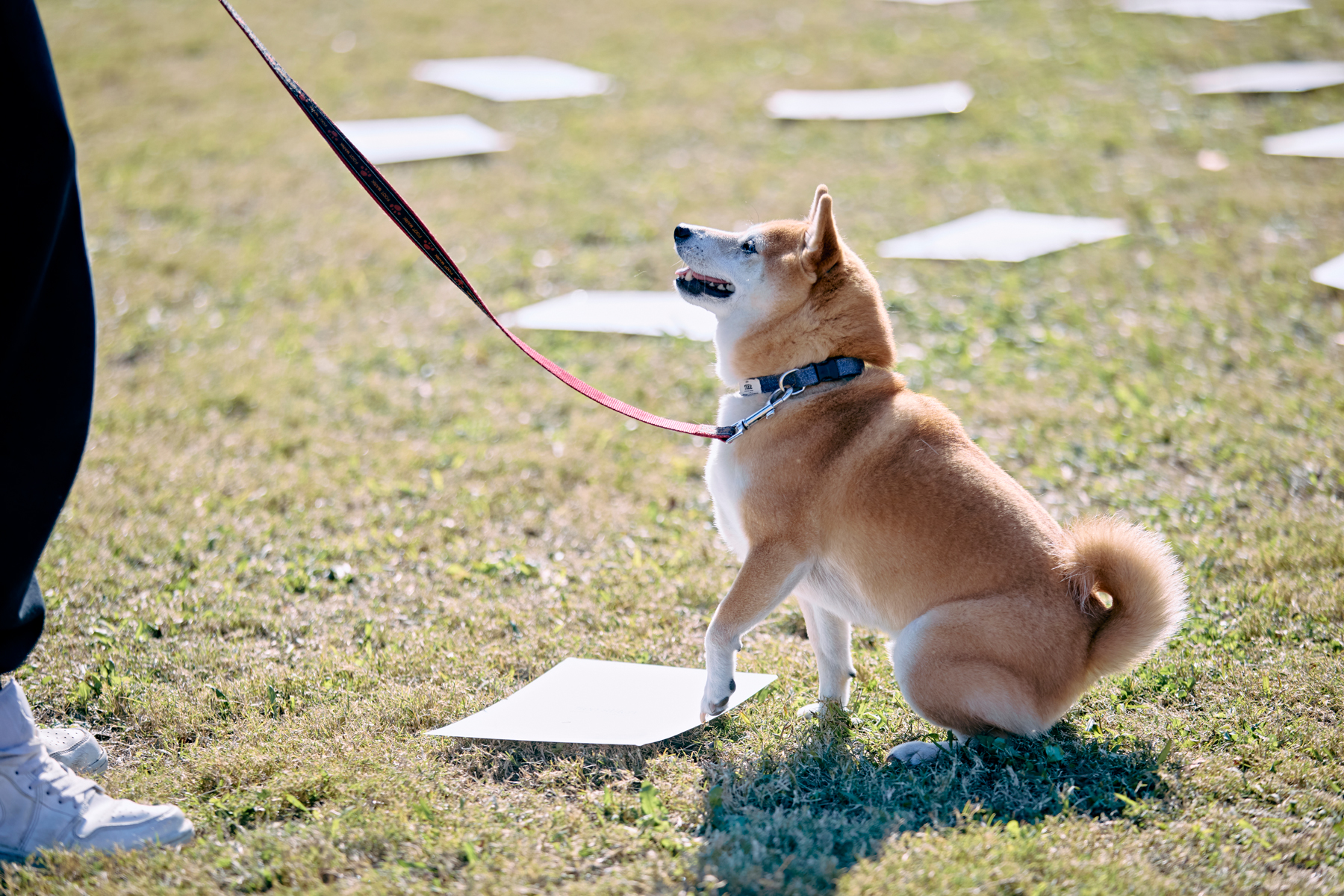 フィールドコンテンツ紹介(Shiba 26AW)