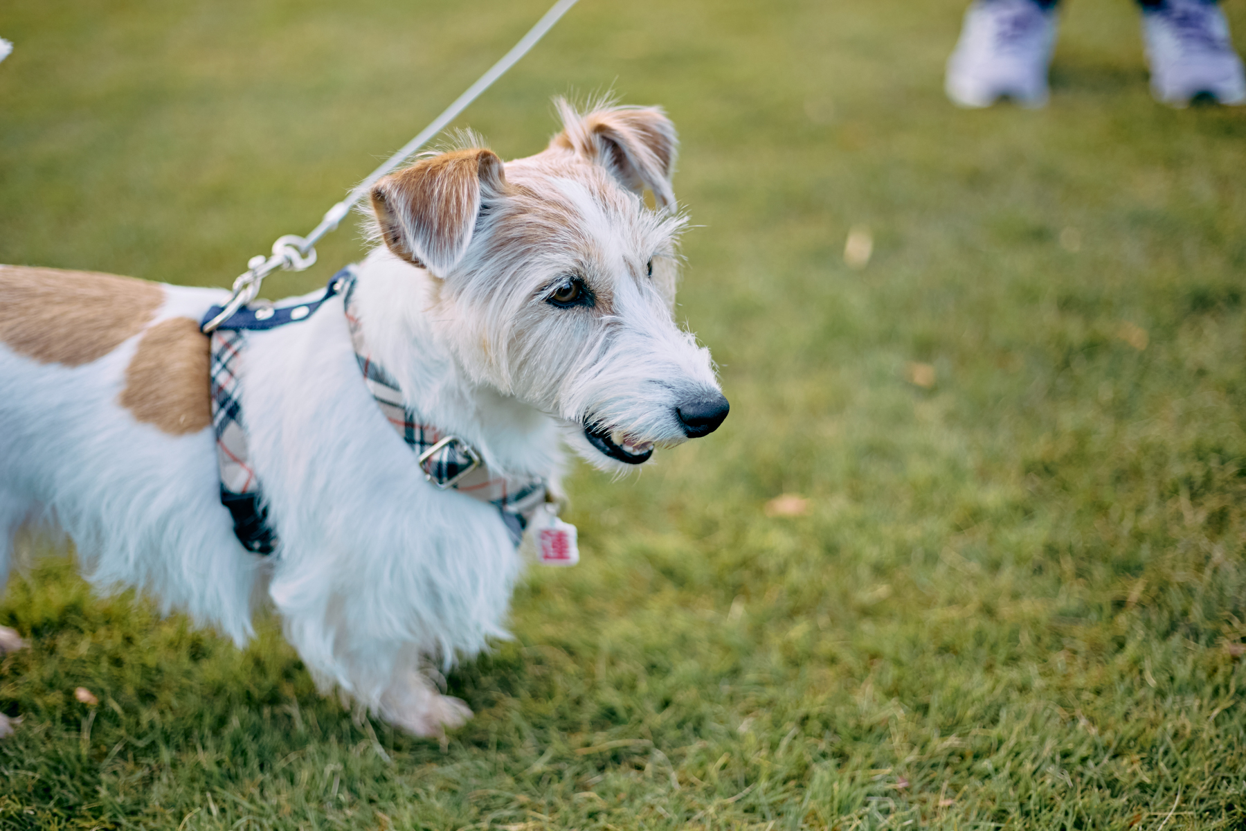 ご長寿犬発表（Jack Russell Terrier 2025秋）