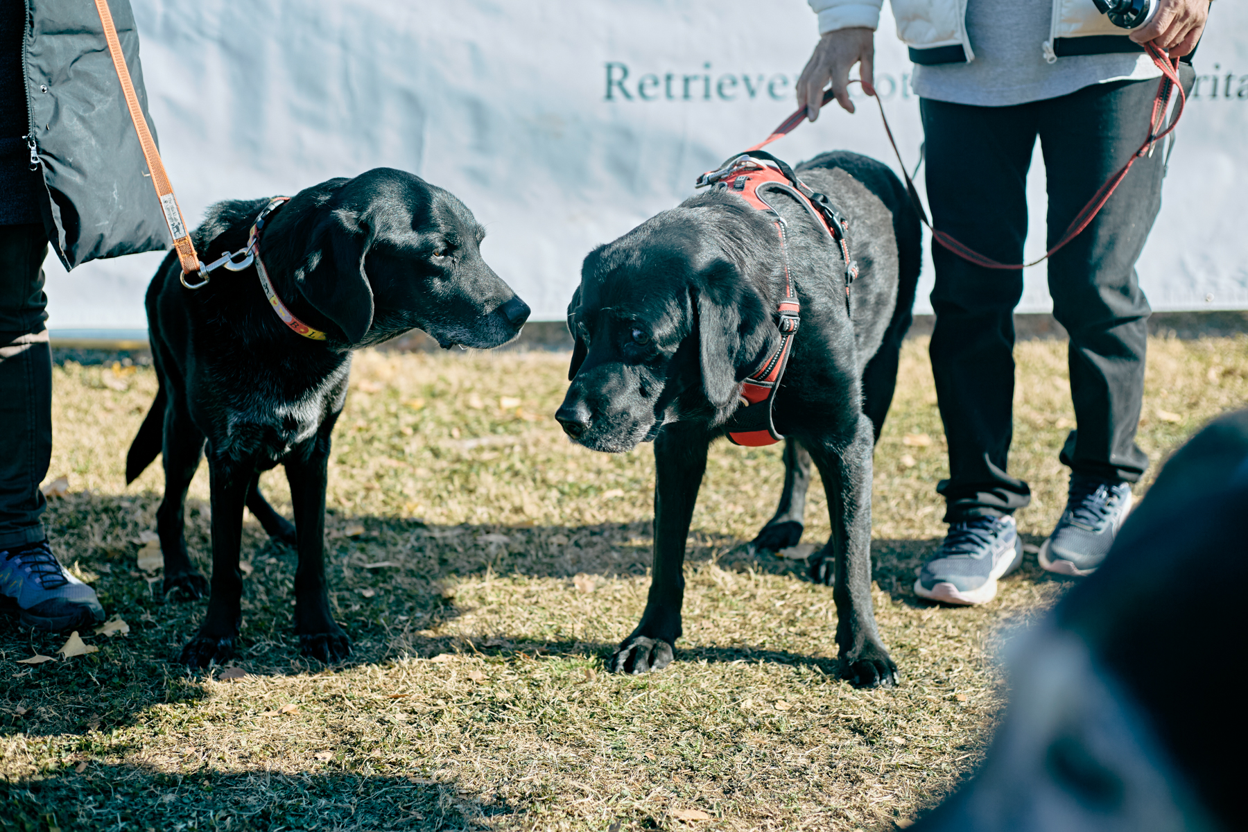 ご長寿犬発表（Retriever 2025秋）