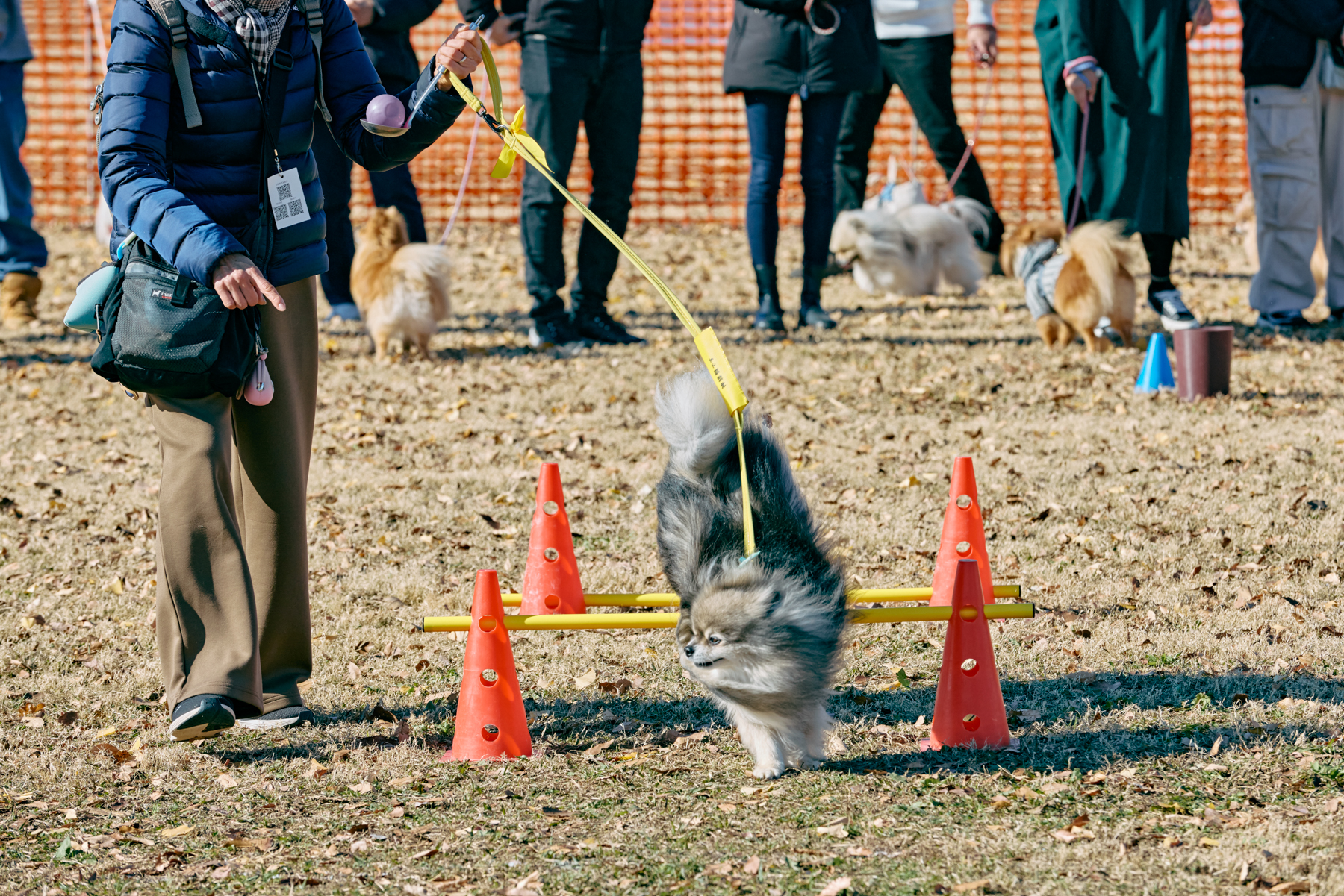 フィールドコンテンツ紹介(Pomeranian)