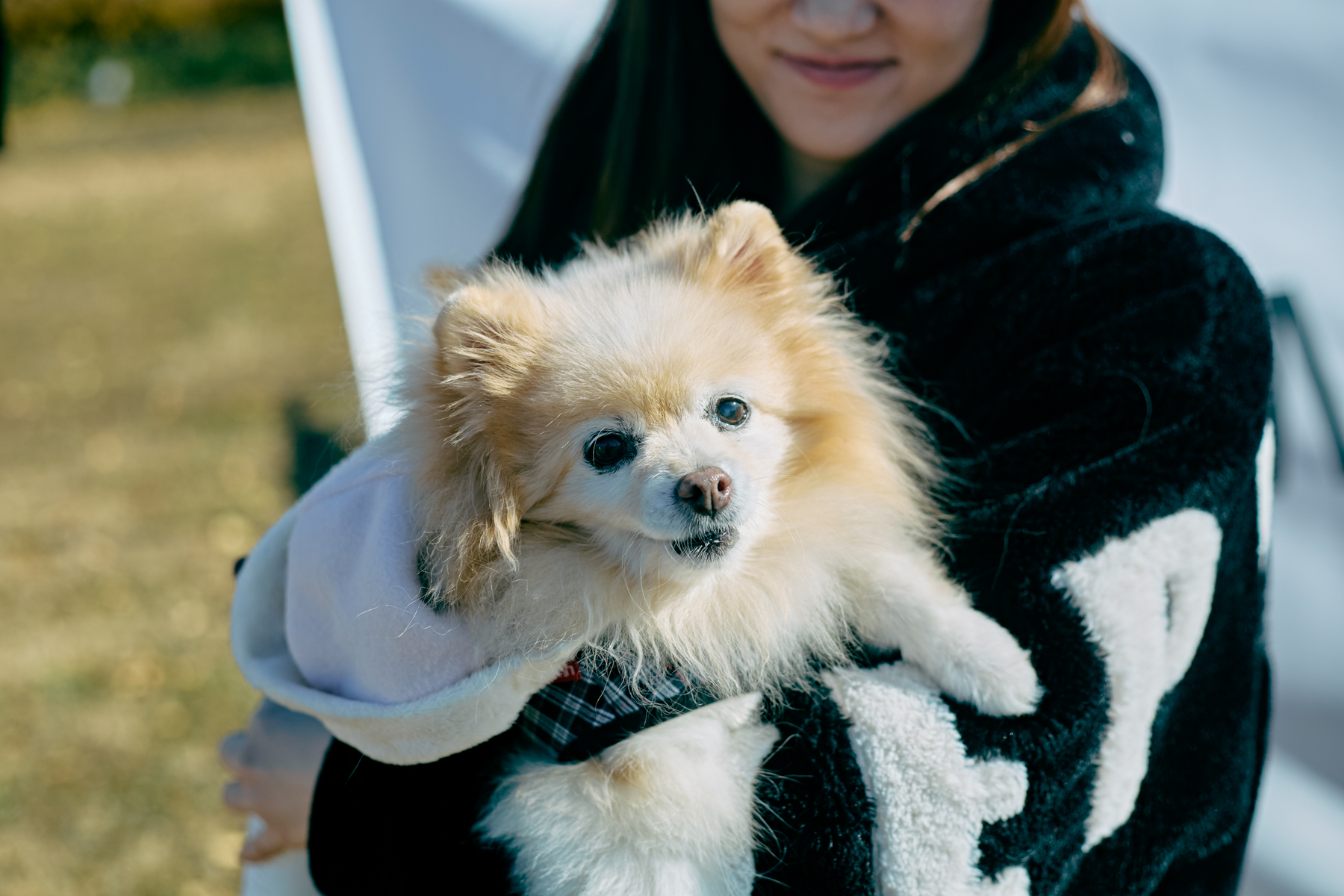 ご長寿犬発表（Pomeranian 2025秋）