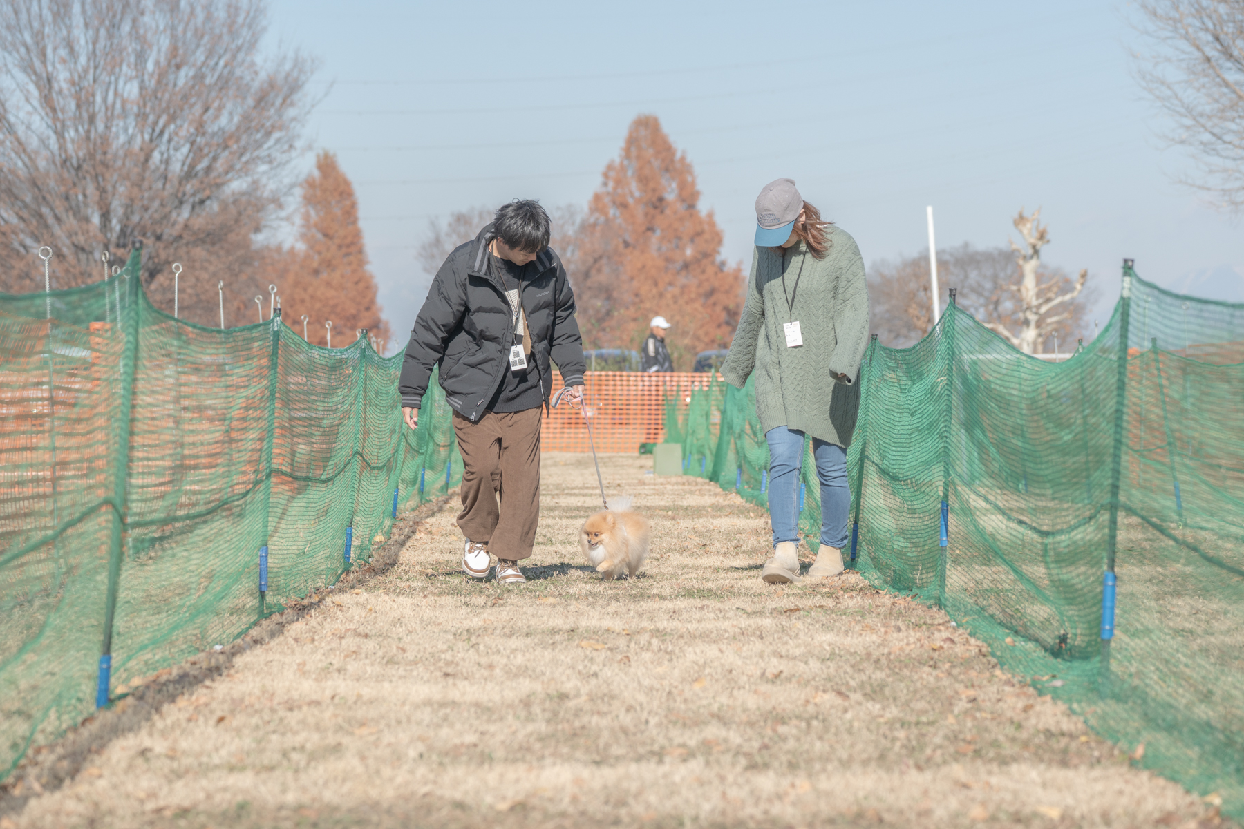 家族でダッシュ撮影(Pomeranian)