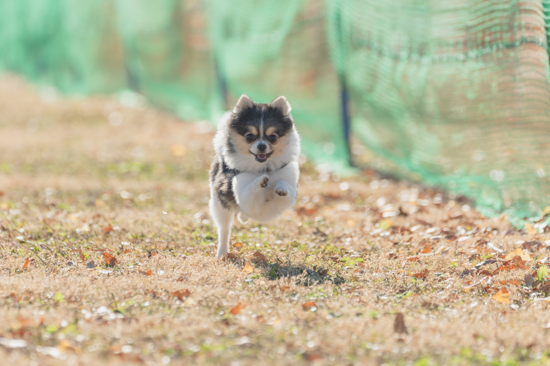 50mスプリント&ハードル走(Pomeranian)
