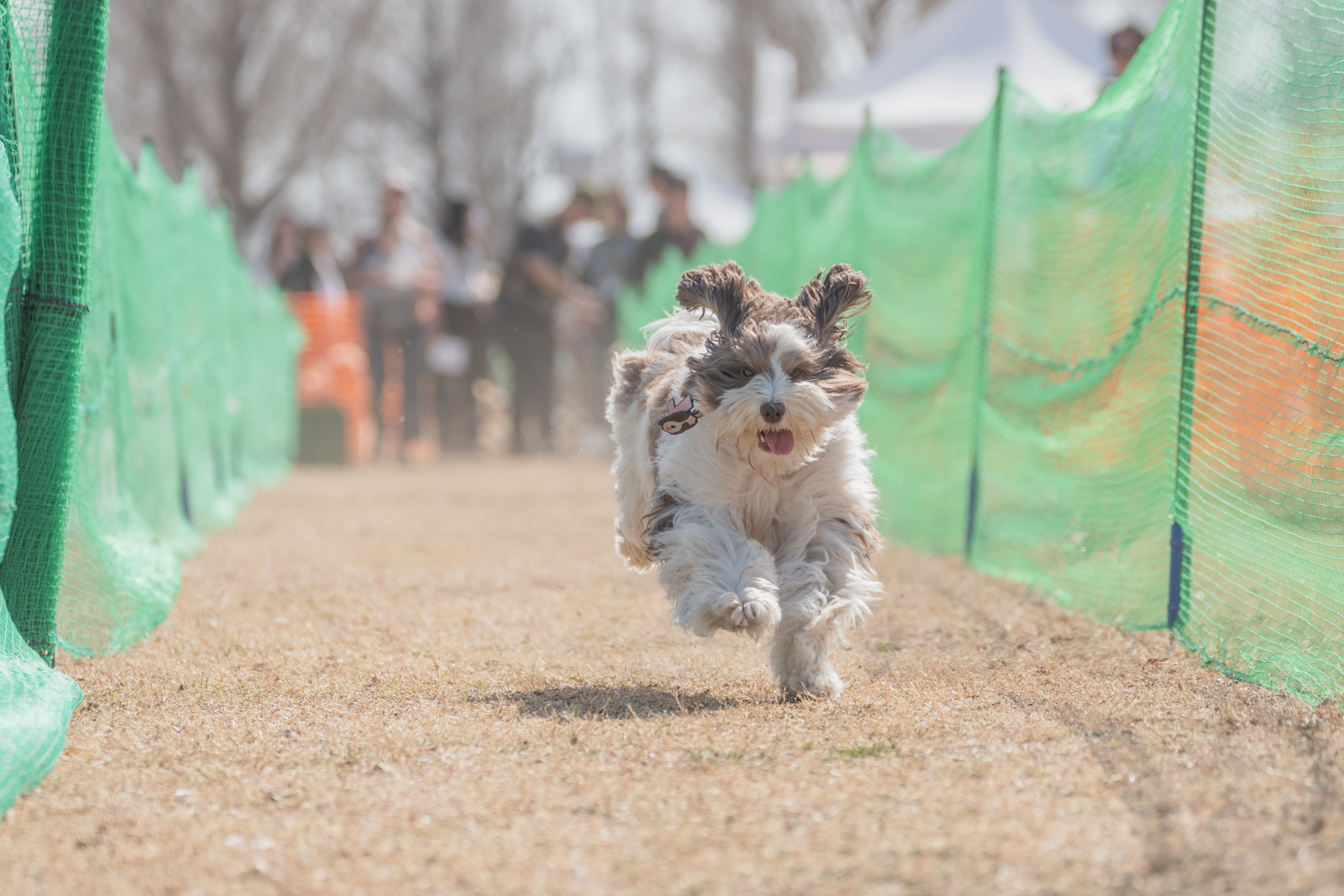 2026春夏 50mスプリント・50ｍハードル走結果発表(Australian Labradoodle)