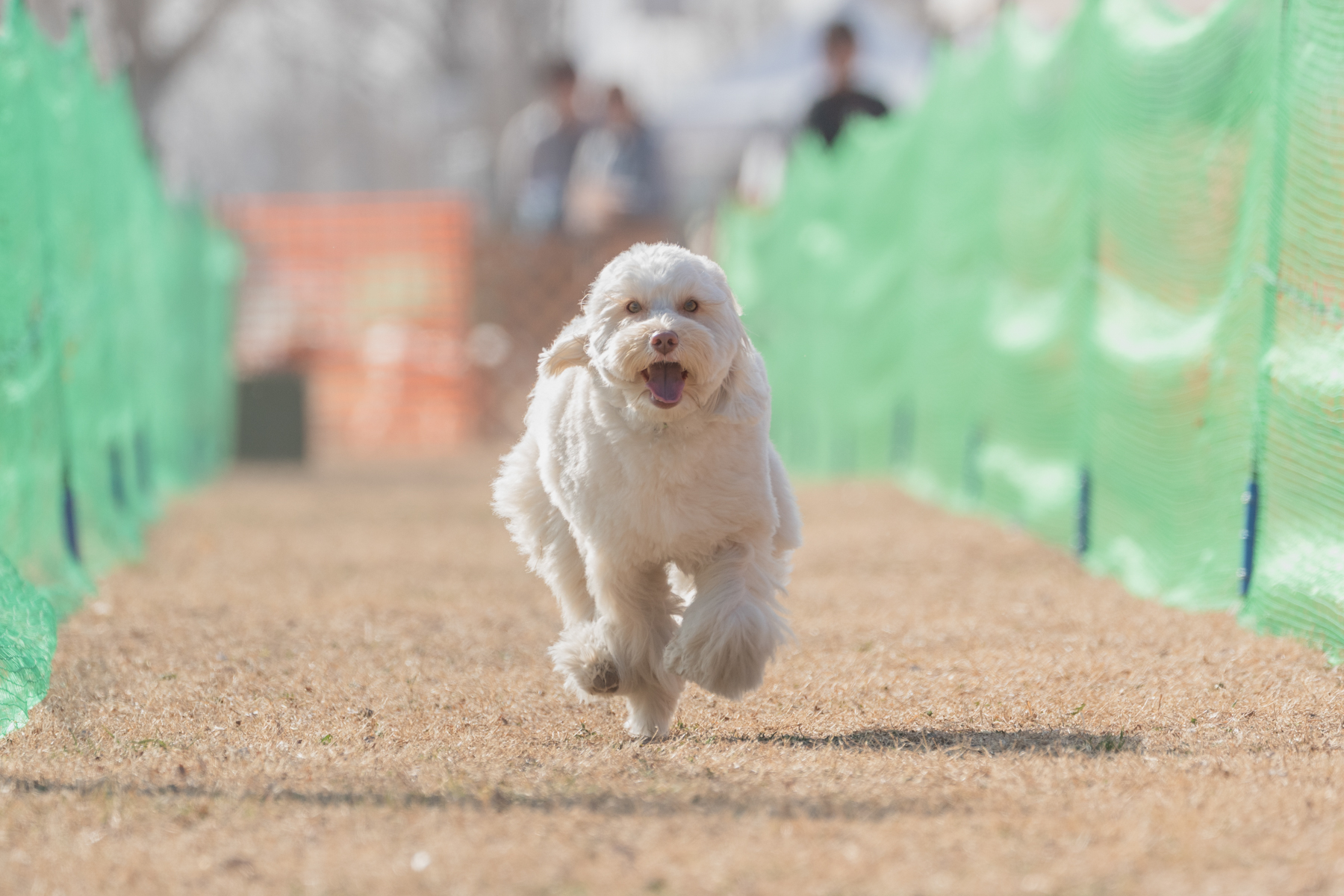 2026春夏 50mスプリント・50ｍハードル走結果発表(Australian Labradoodle)