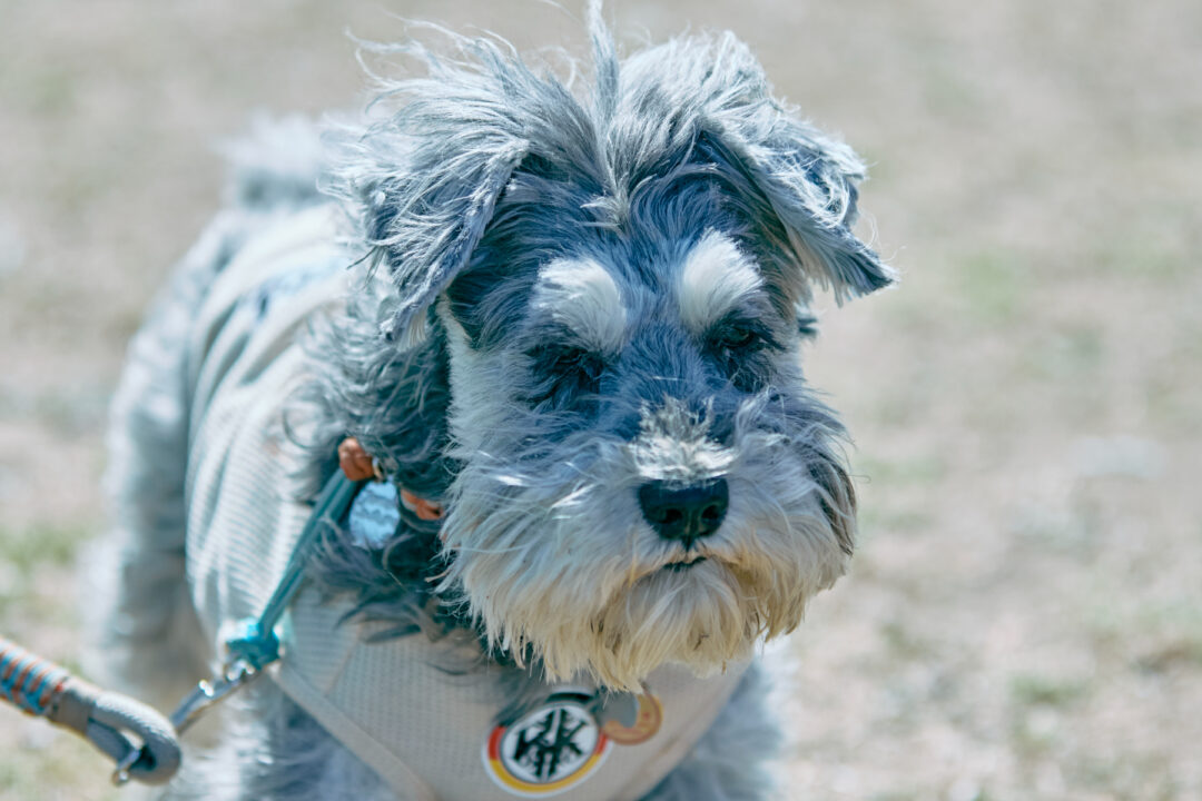 ご長寿犬発表（Schnauzer 26SS）