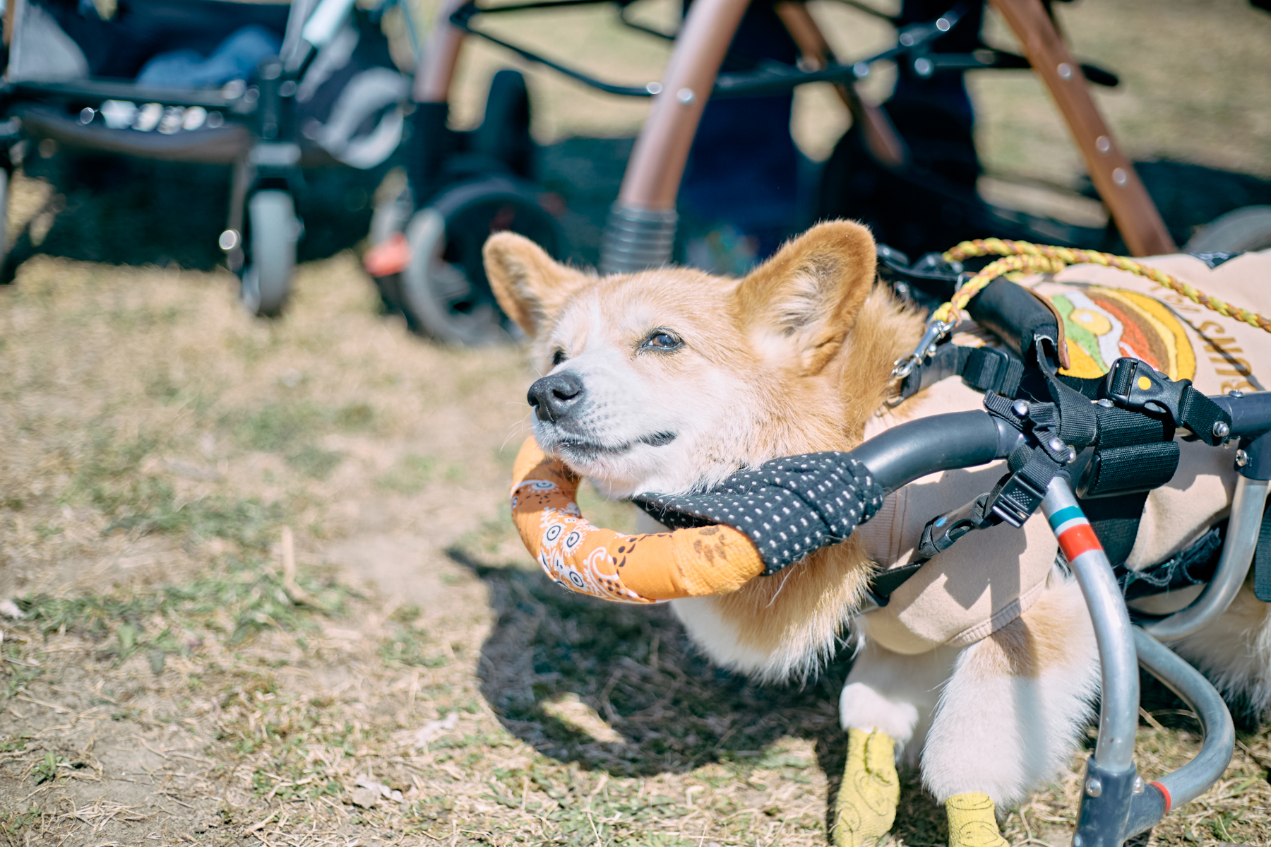 ご長寿犬発表（Corgi 26SS）