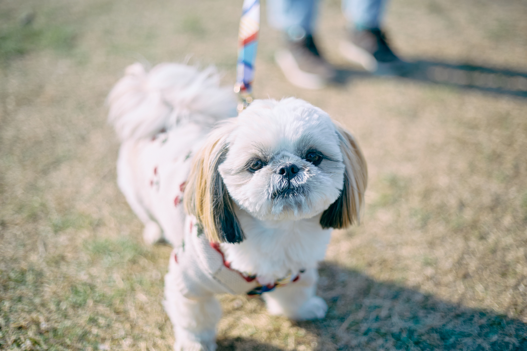 ご長寿犬発表（Shih Tzu 26SS）