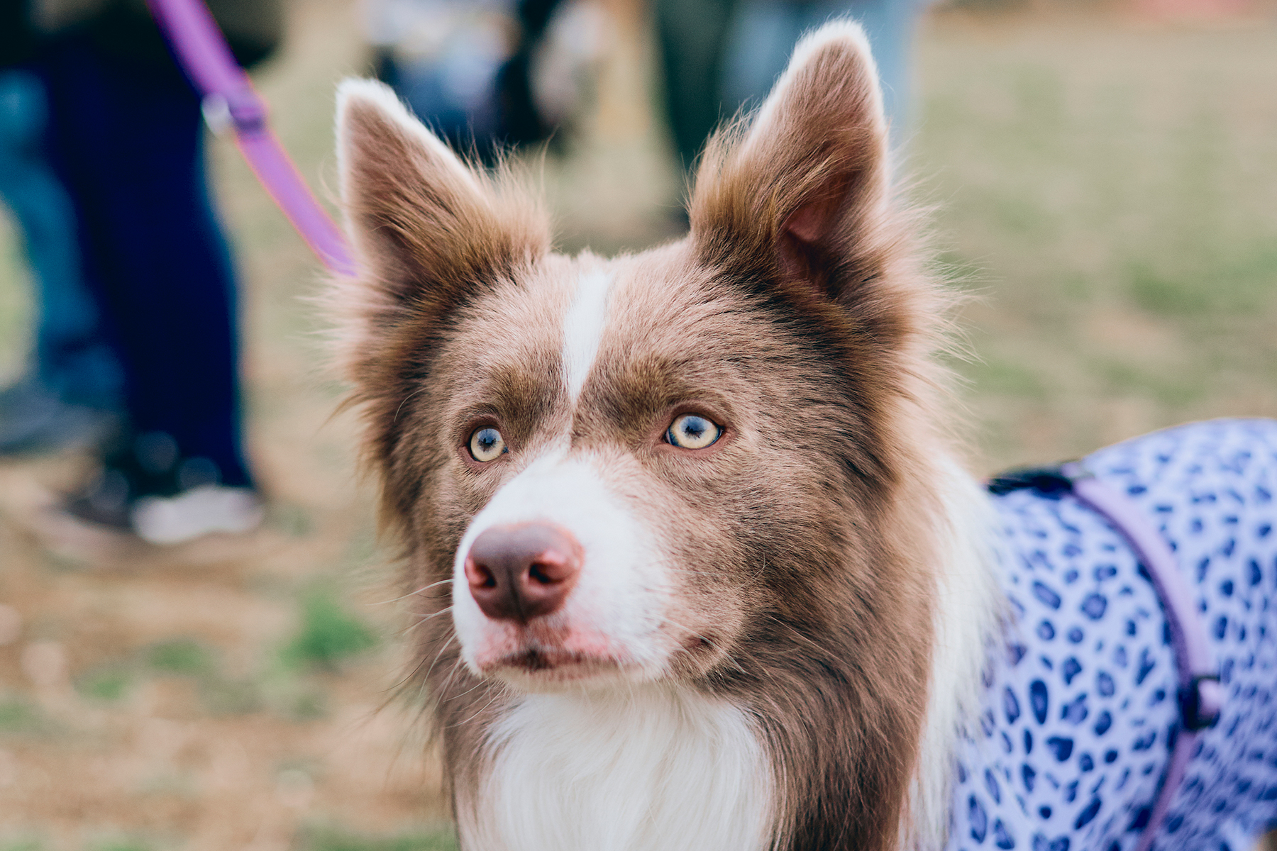 ご長寿犬発表（Border Collie 26SS）