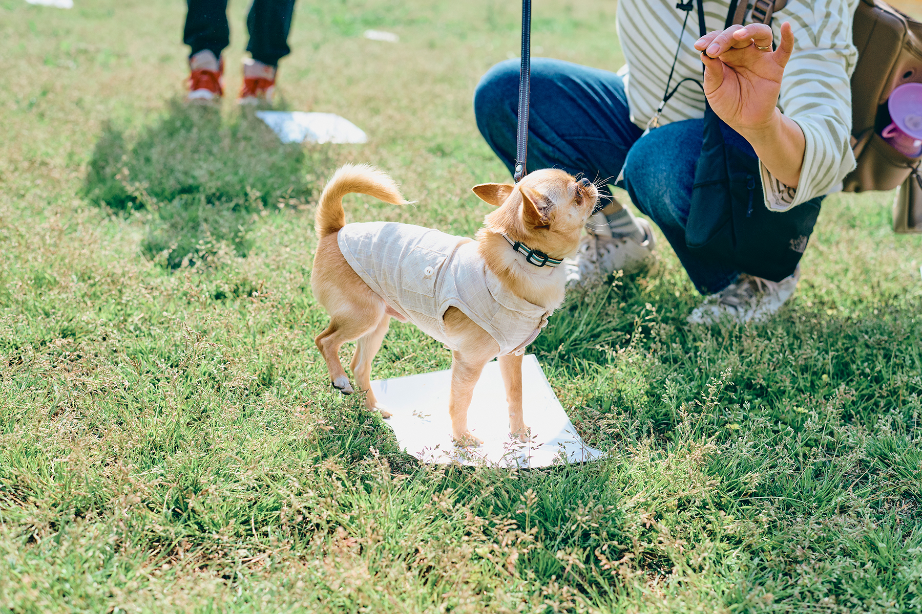 フィールドコンテンツ紹介(Chihuahua)