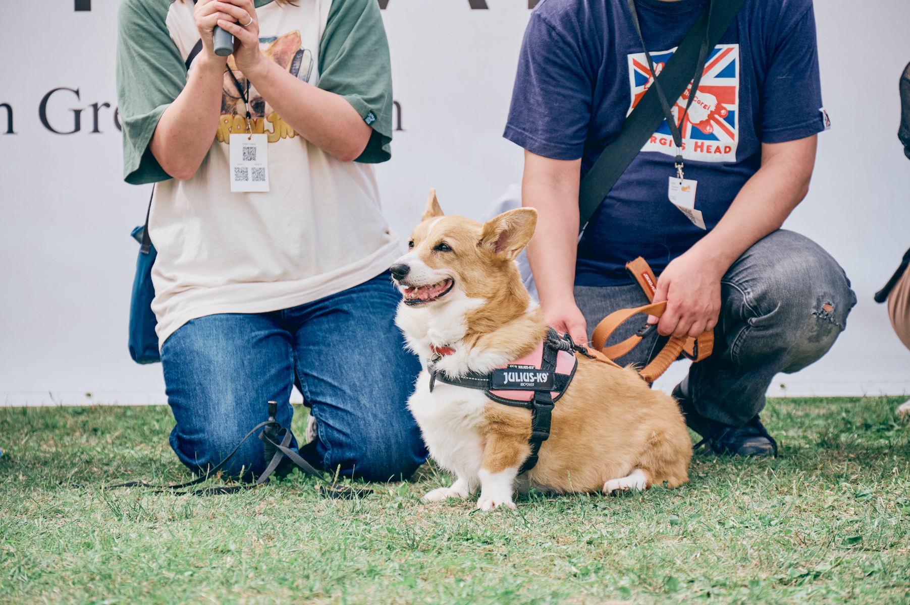 ご長寿犬発表（Corgi 2025秋）