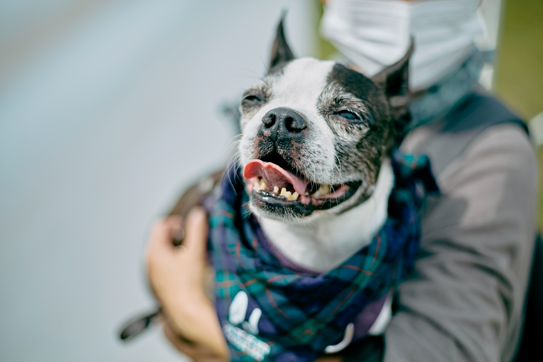 ご長寿犬発表（BostonTerrier 2025秋）