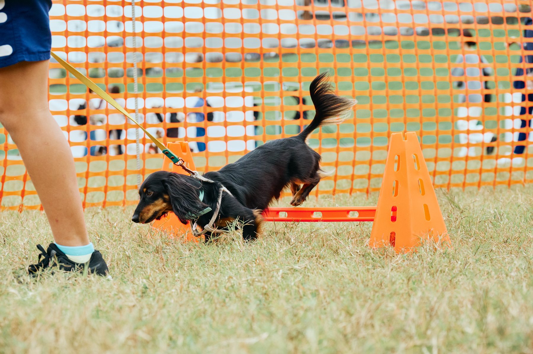 フィールドコンテンツ紹介(Dachshund)