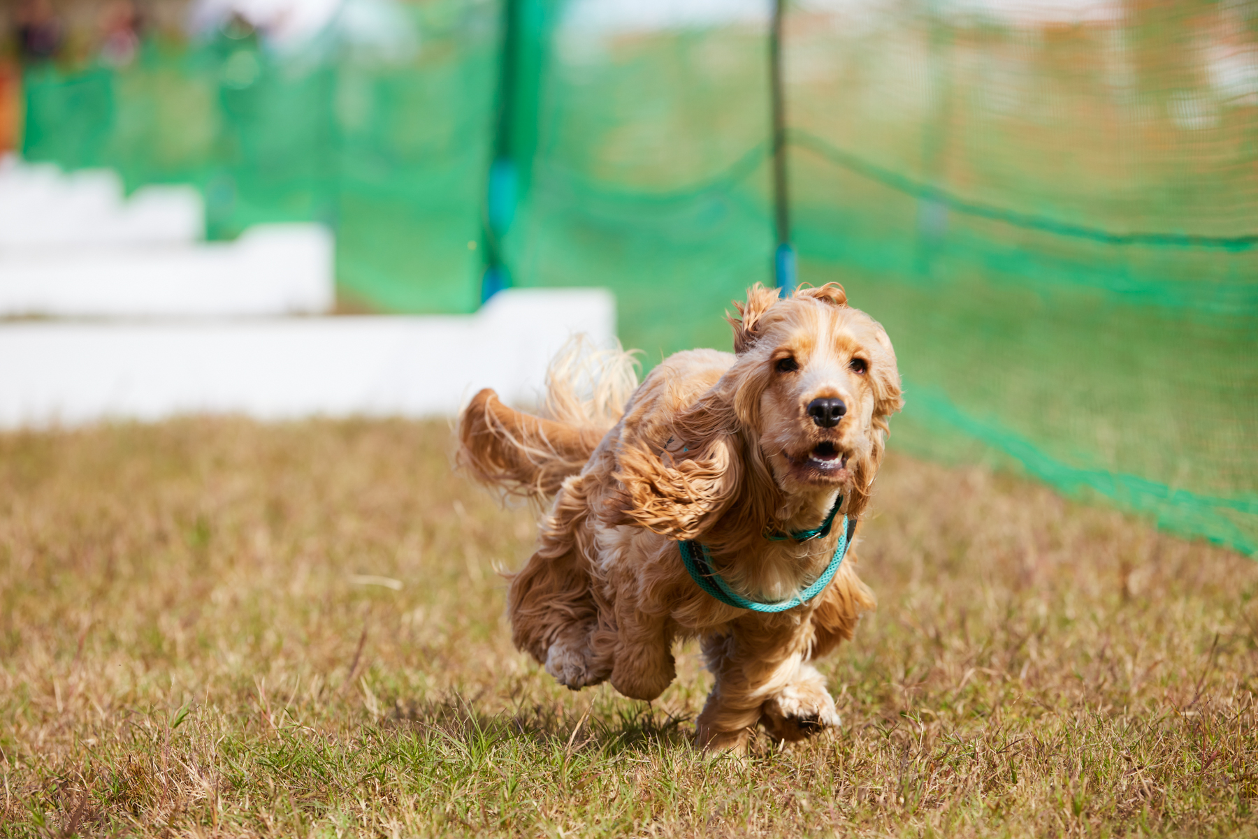 50mスプリント&ハードル走(Cocker Spaniel)