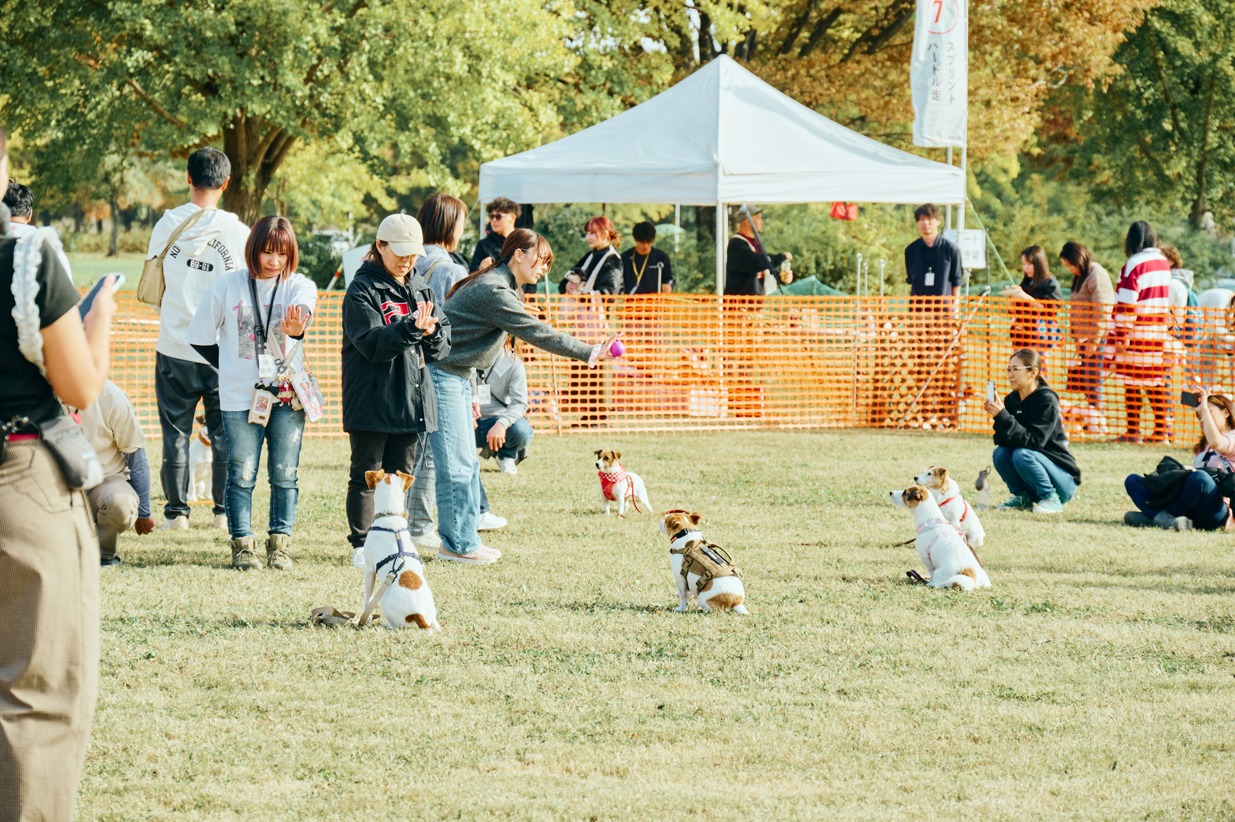 ボール取りゲーム(Jack Russell Terrier)
