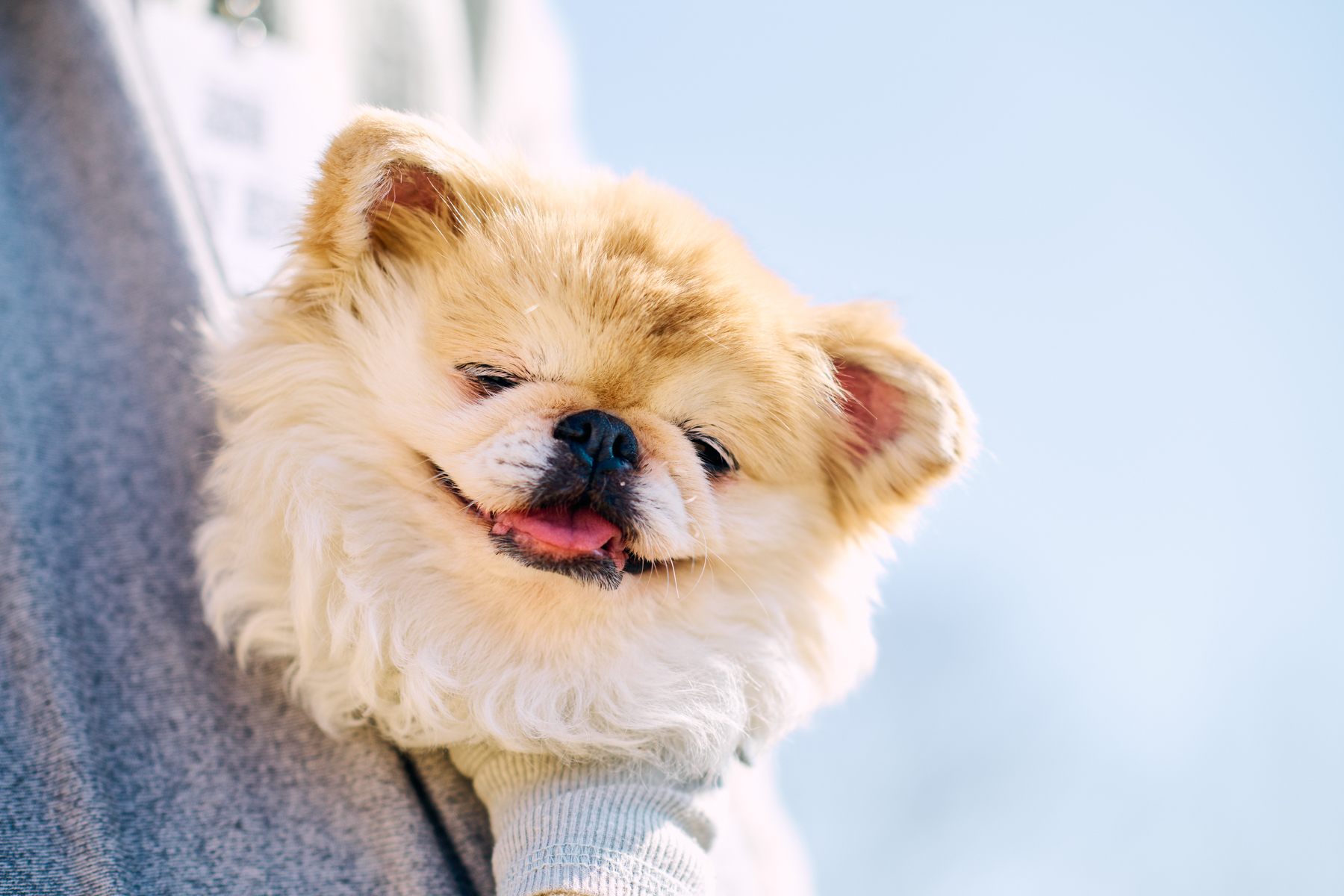 ご長寿犬発表（Pekingese 26SS）
