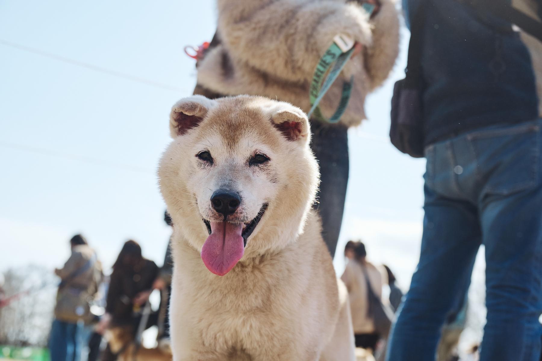 ご長寿犬発表（Shiba 26SS）