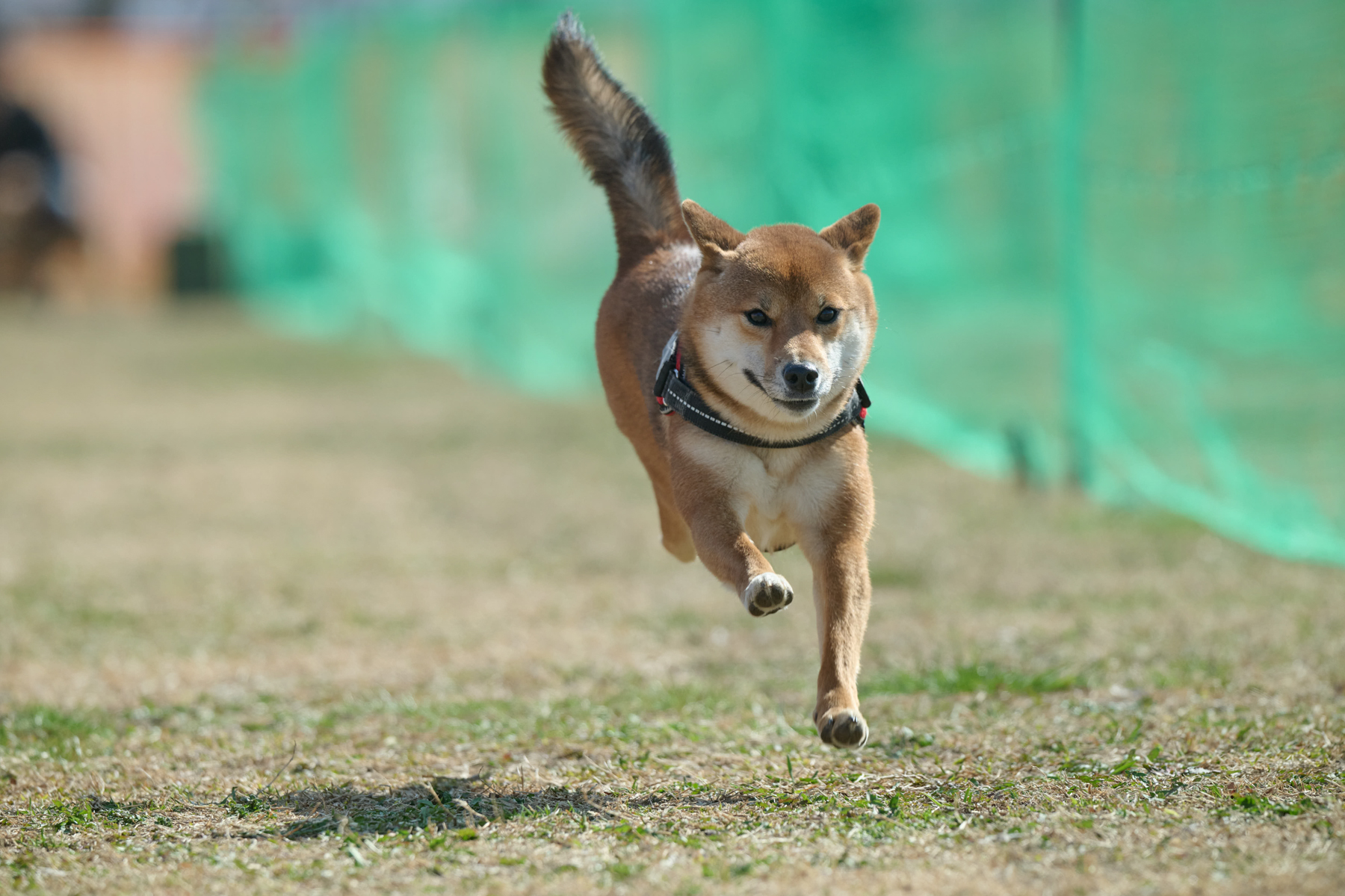 50mスプリント&ハードル走(Shiba 26AW)