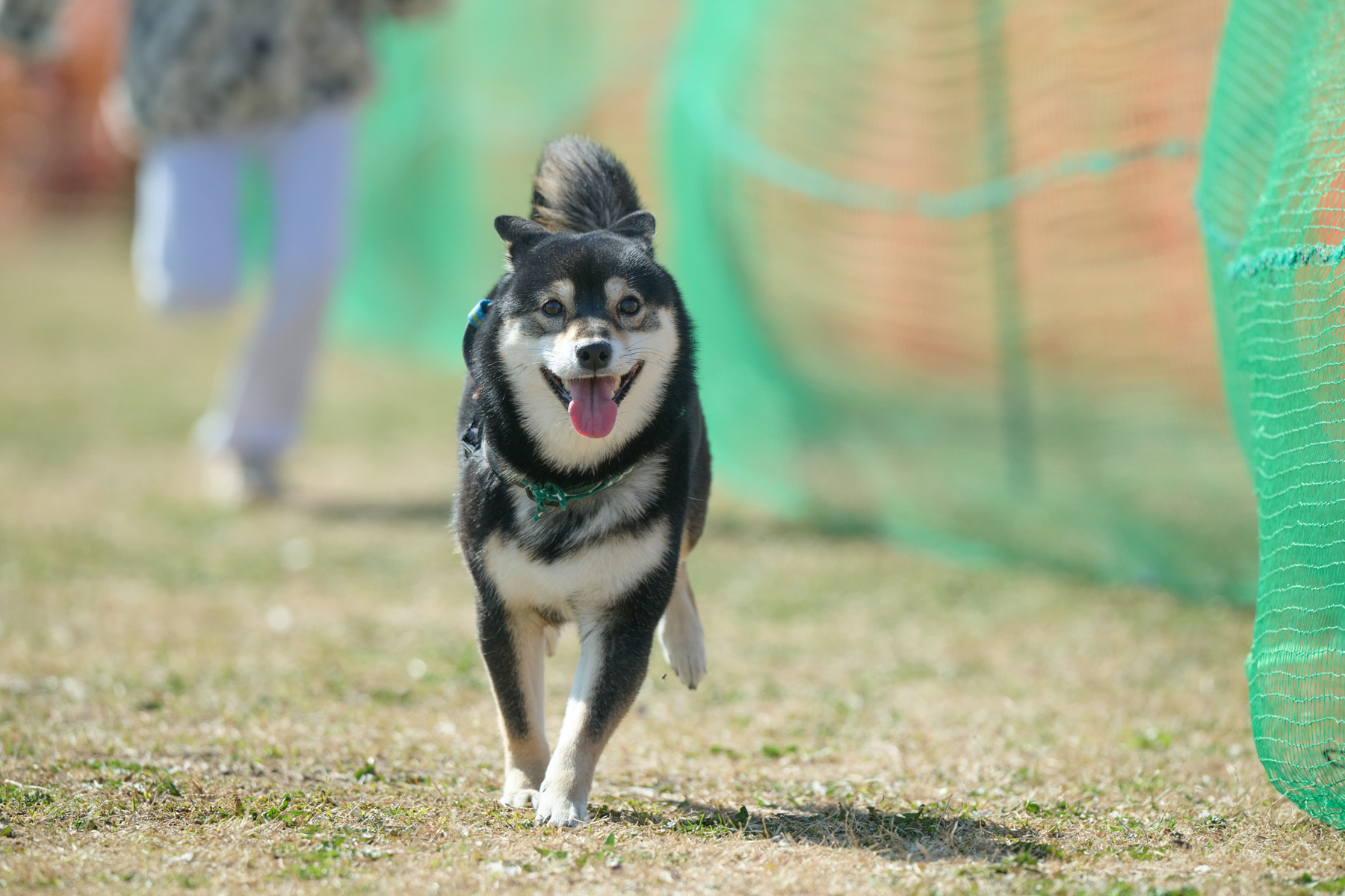 2026春夏 50mスプリント・50ｍハードル走結果発表(Shiba)