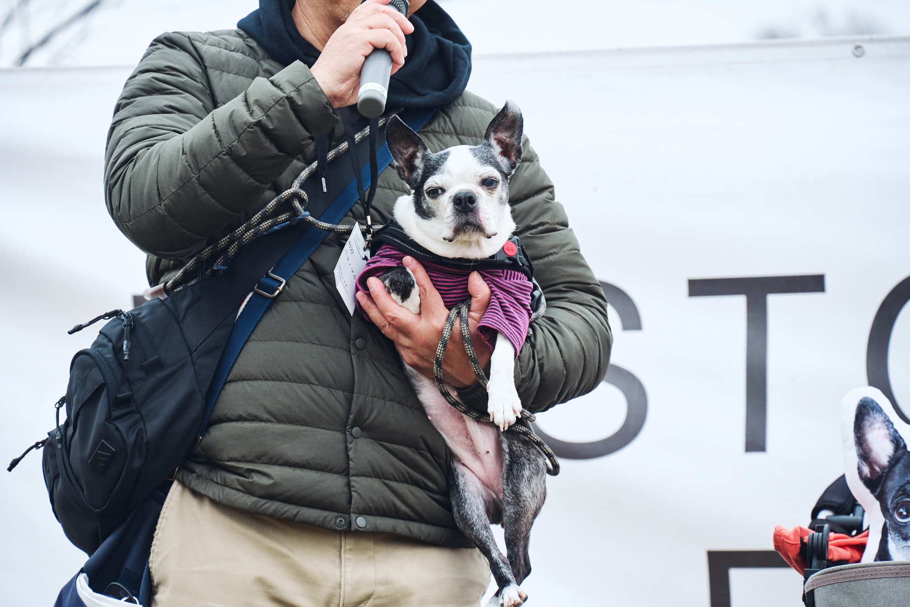 ご長寿犬発表（BostonTerrier 26SS）