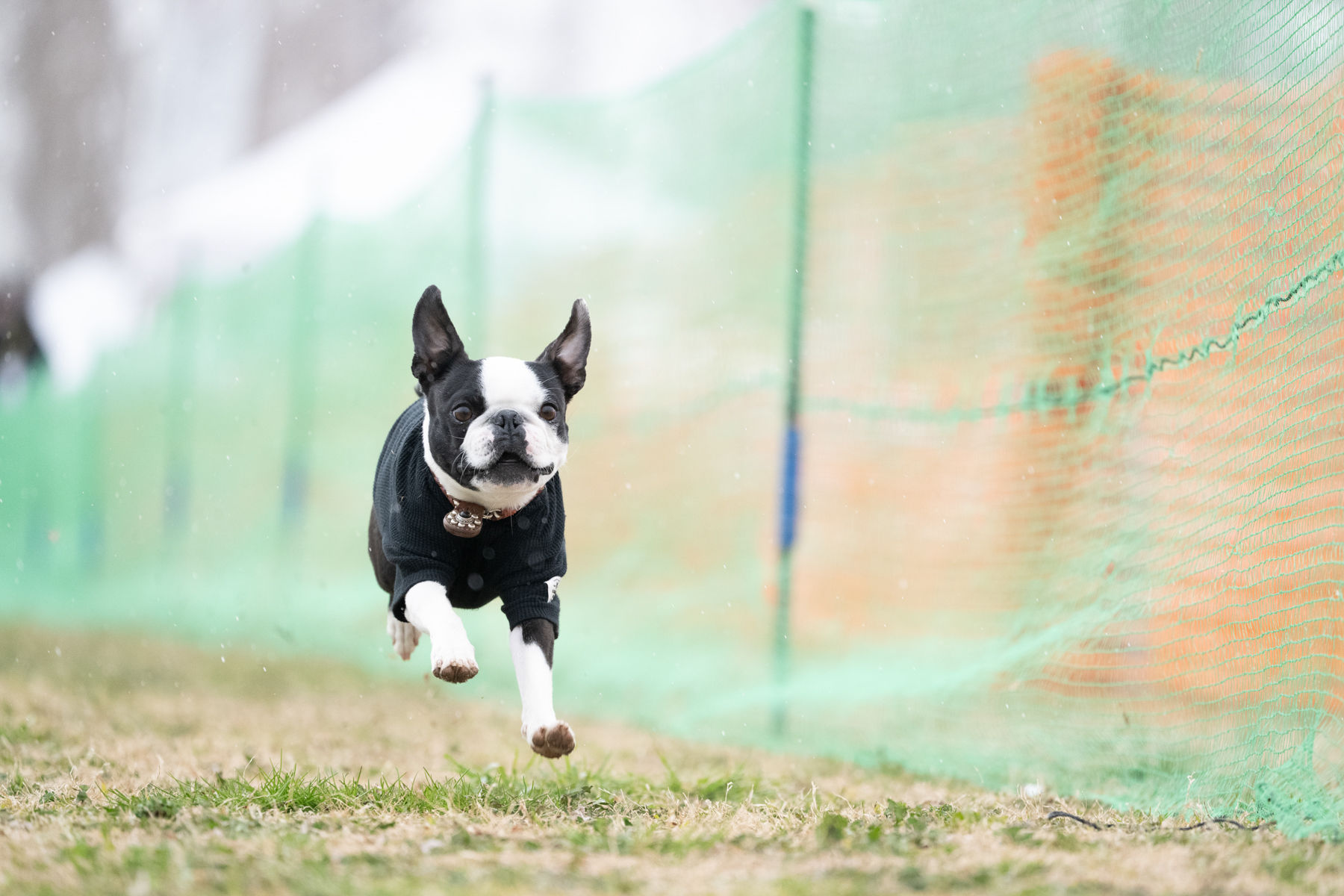 2026春夏 50mスプリント・50ｍハードル走結果発表(Boston Terrier)