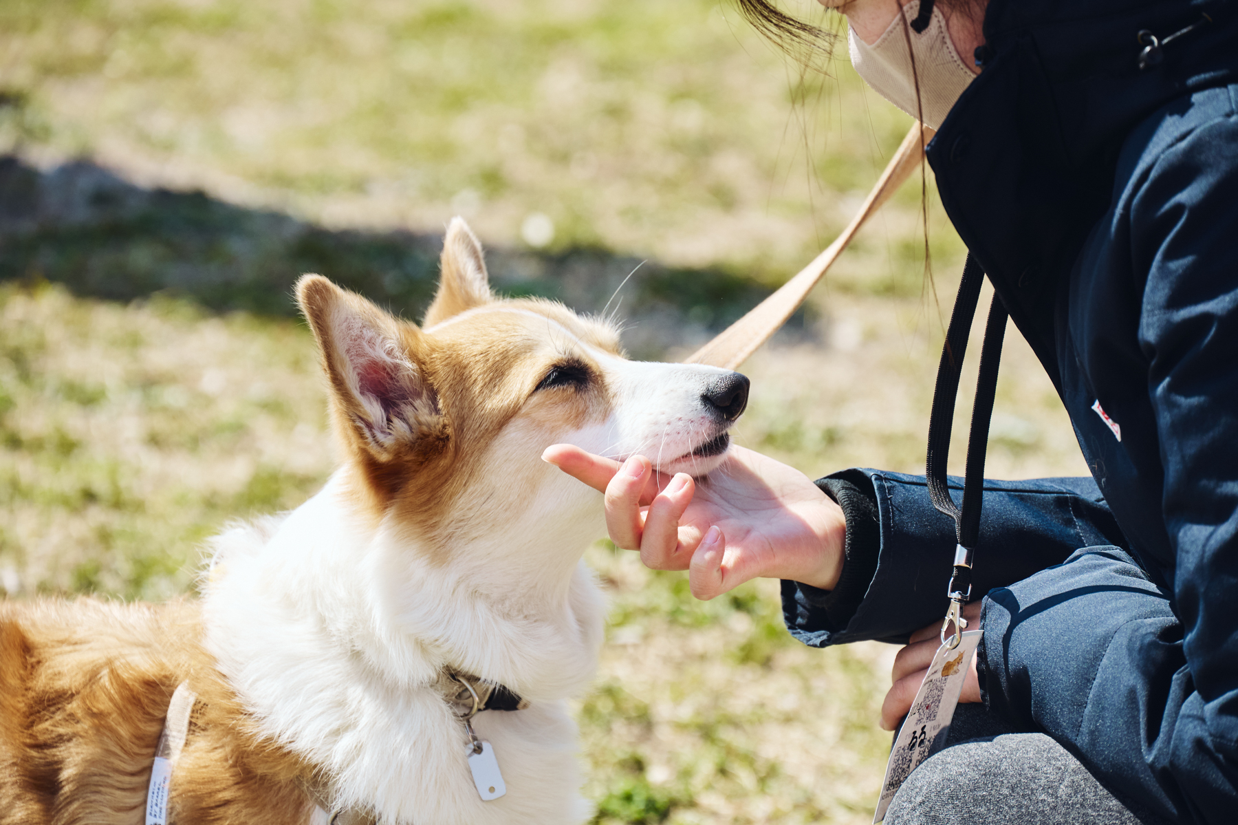 フィールドコンテンツ紹介(Corgi 26AW)