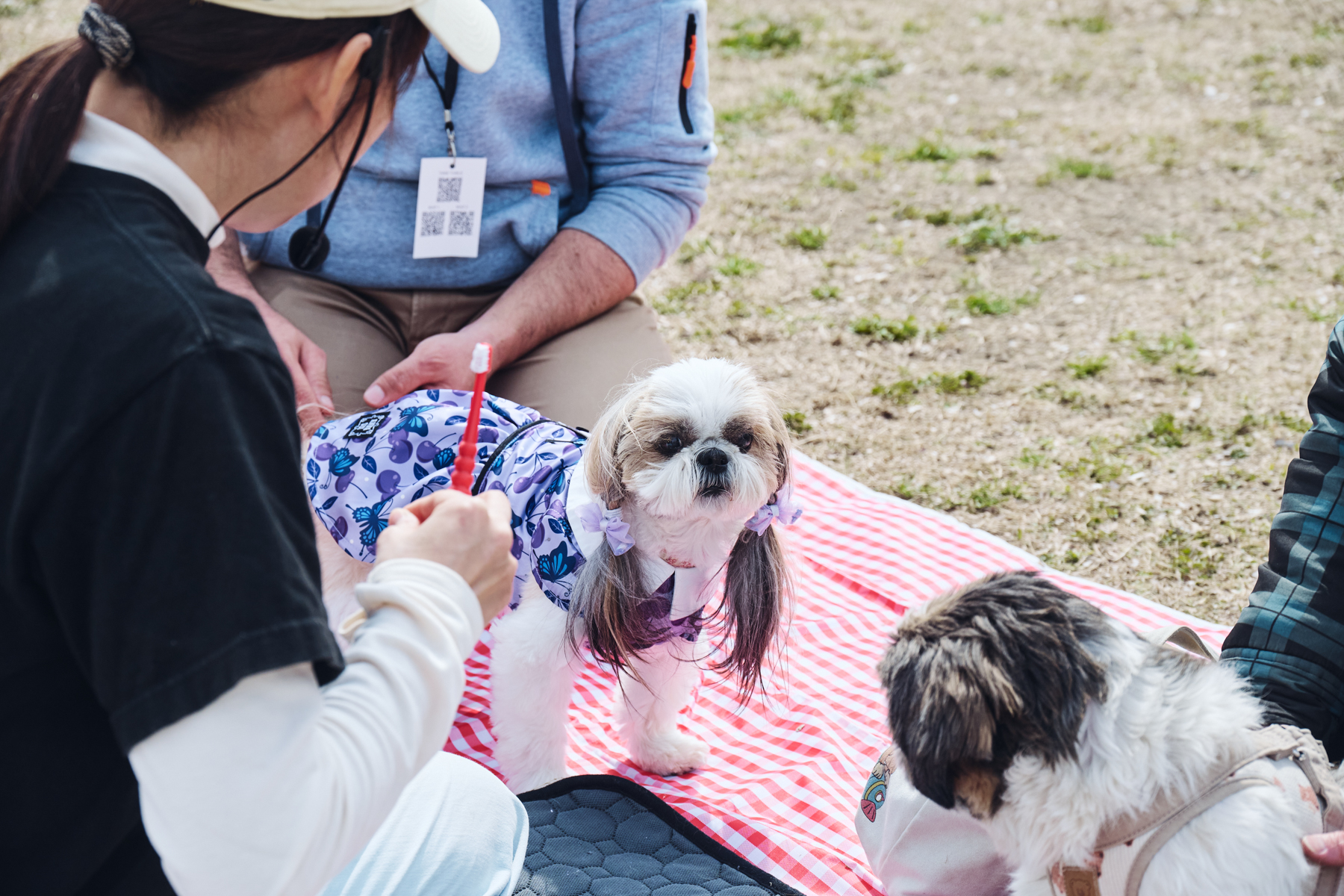 フィールドコンテンツ紹介(Shih Tzu 26AW)