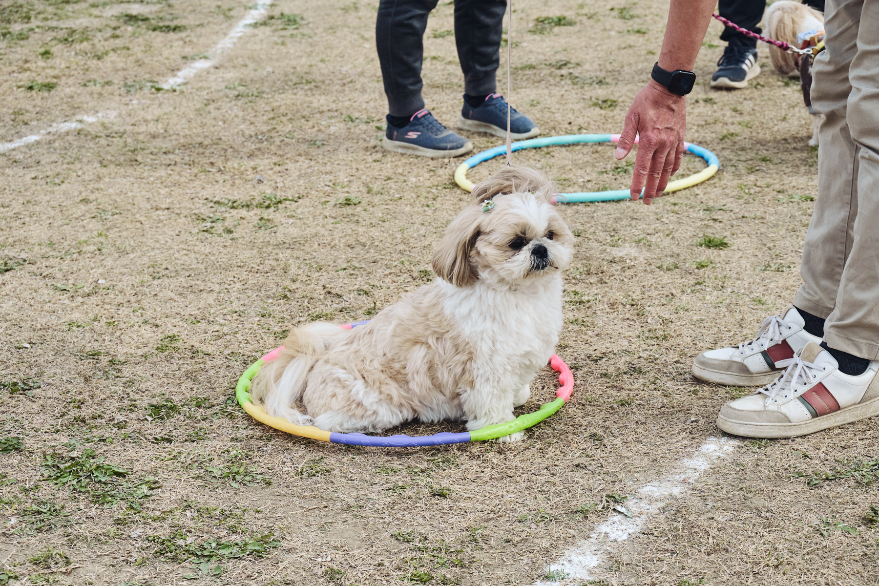 フィールドコンテンツ紹介(Shih Tzu 26AW)