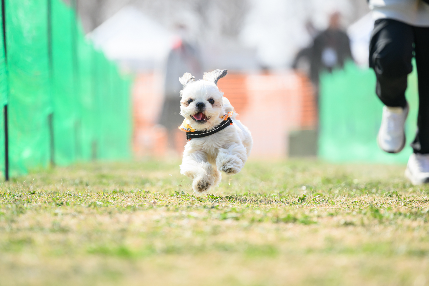 50mスプリント&ハードル走(Shih Tzu 26AW)