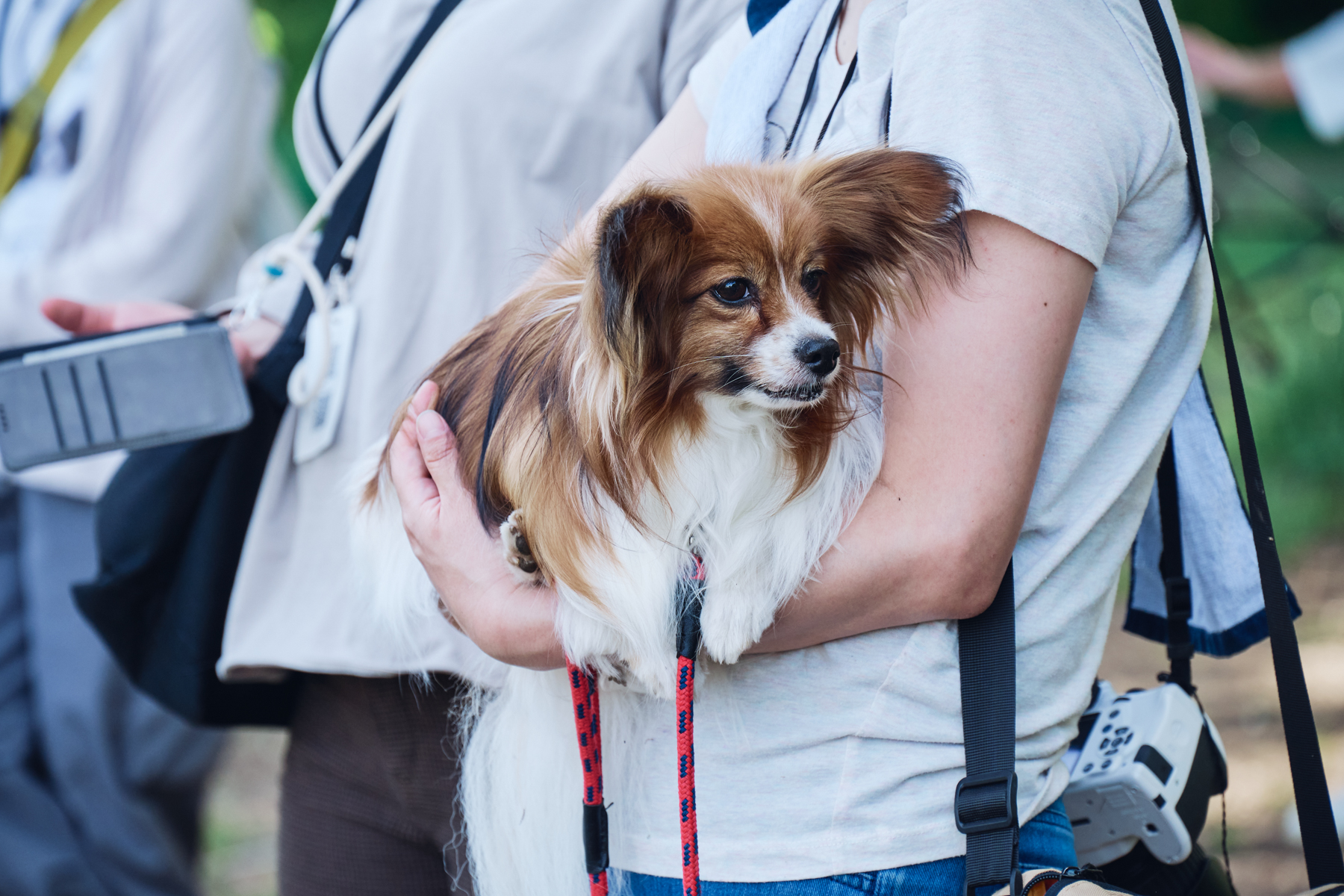 ご長寿犬発表（Papillon 26SS）