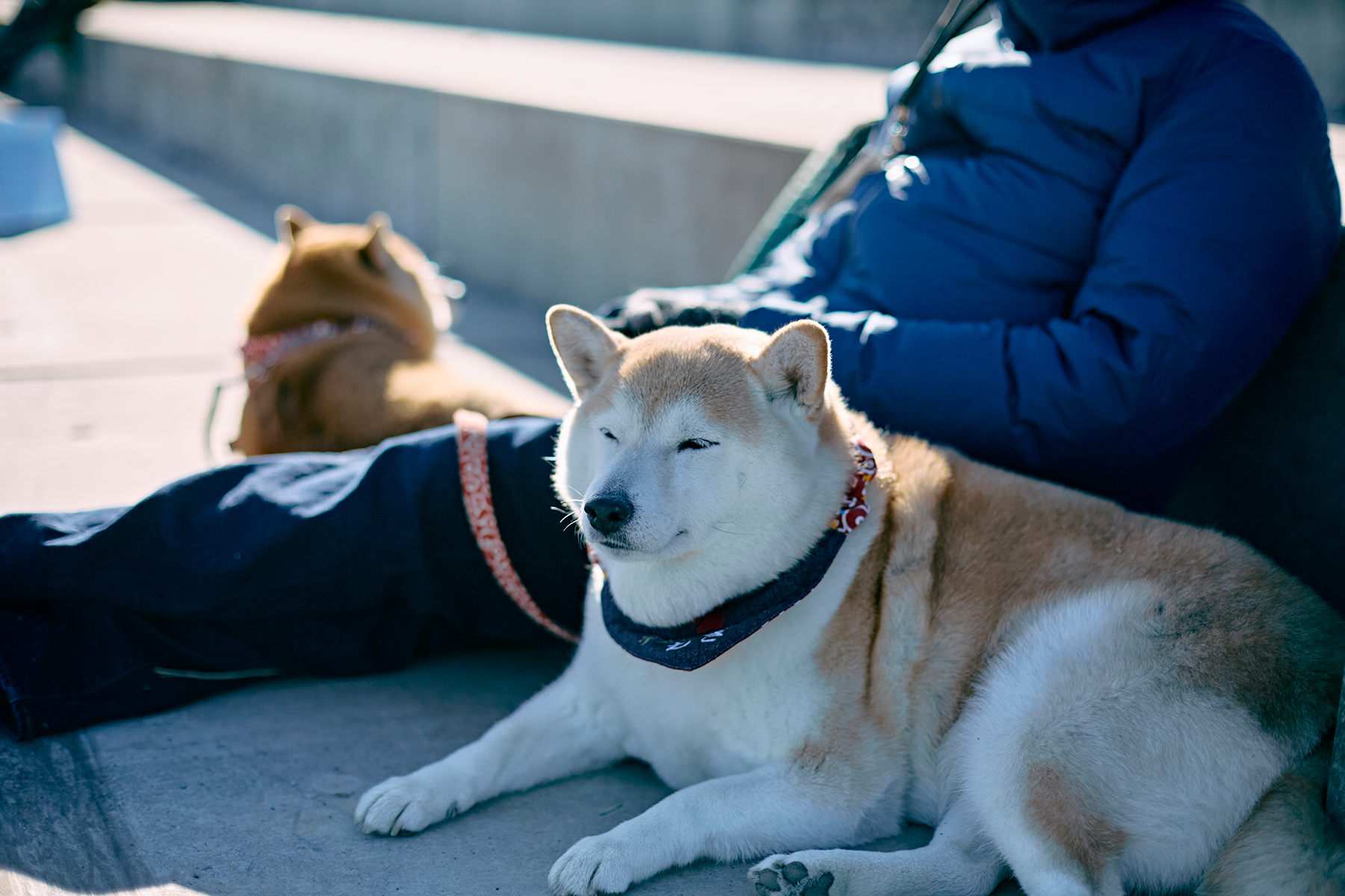 ご長寿犬発表（Shiba 2025秋）