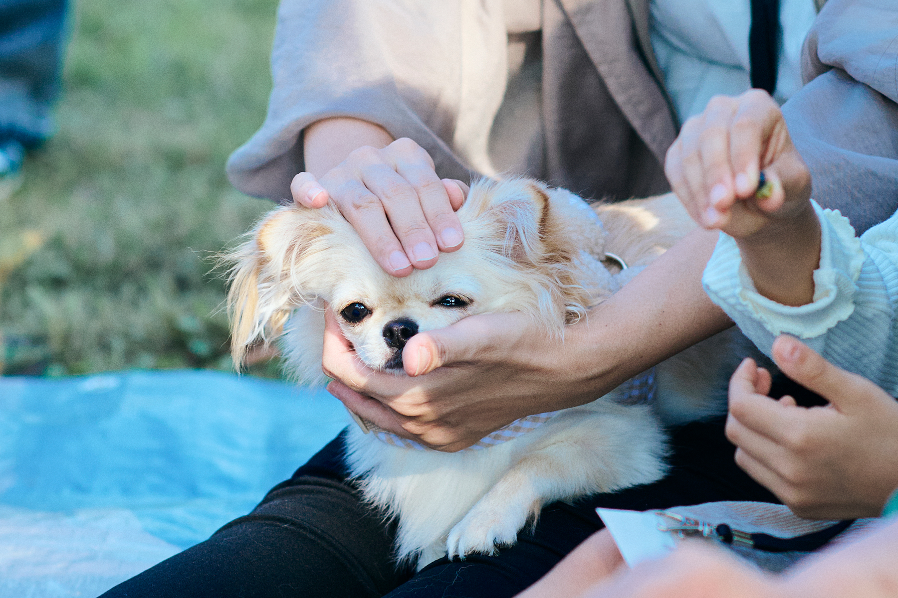 愛犬へ贈るご褒美タイム。お家でもできる“極上癒し”ホリスティックケア
