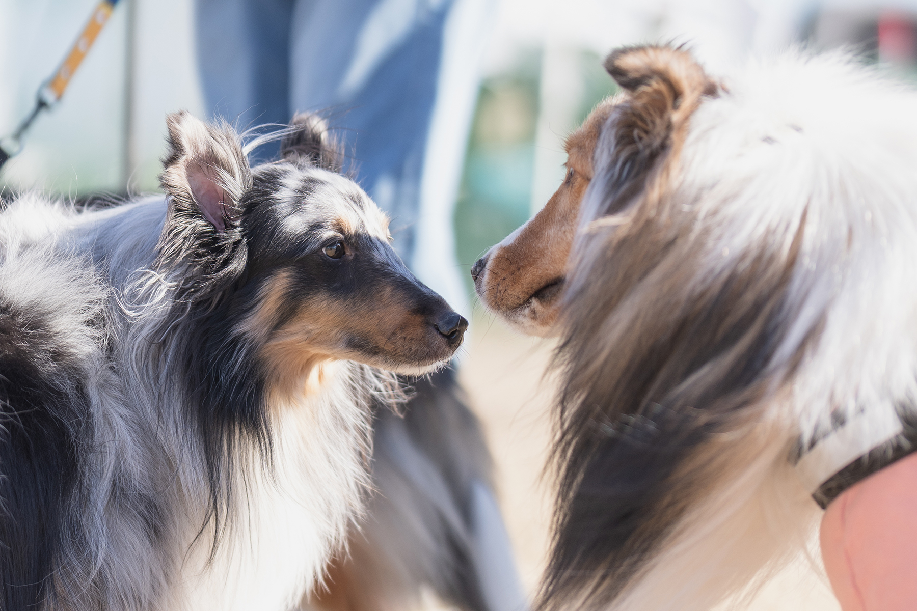 Shetland Sheepdog MEET UP 2027