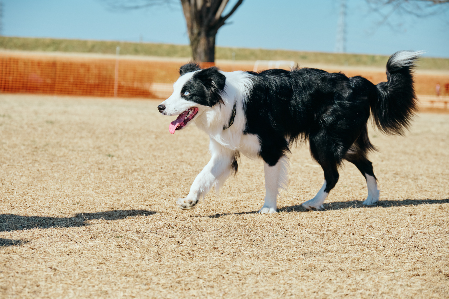 Border Collie MEET UP 2027