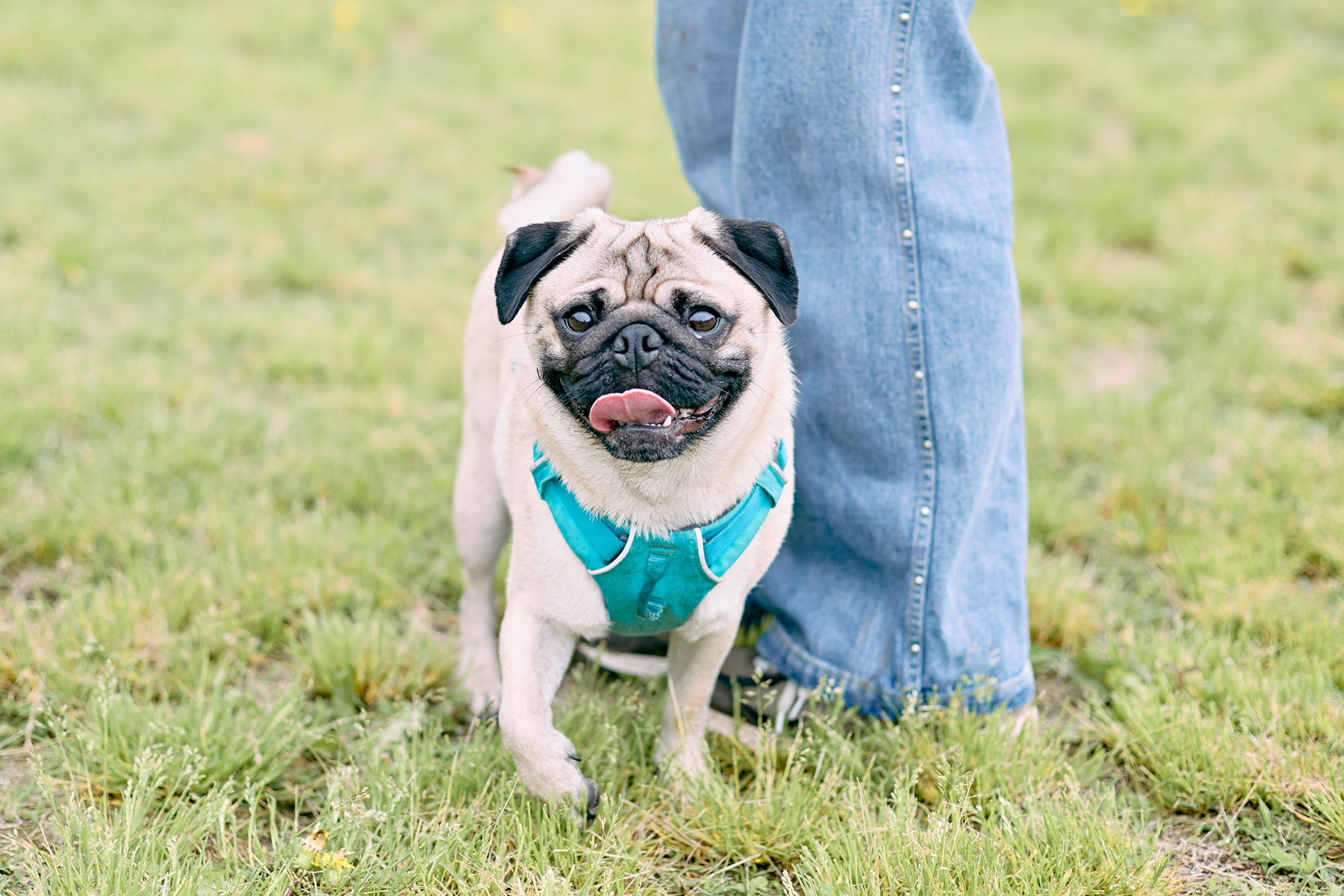 Pug MEET UP 2027