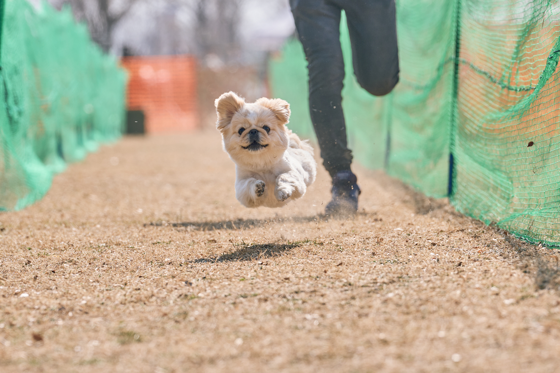 50mスプリント&ハードル走(Pekingese)