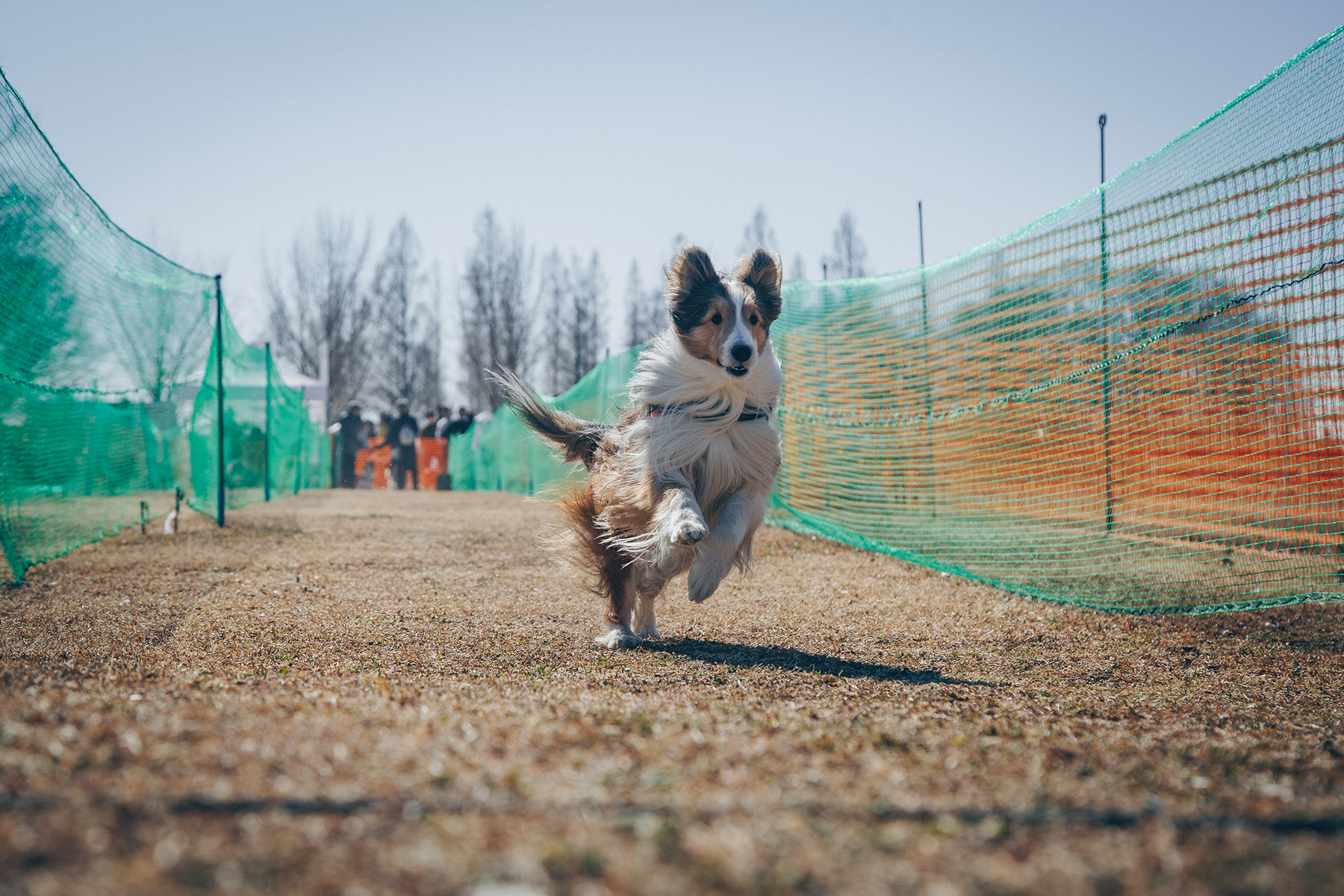 50mスプリント&ハードル走(Shetland Sheepdog)
