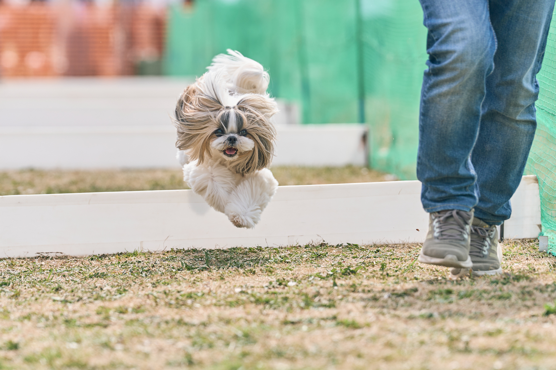 50mスプリント&ハードル走(Shih Tzu Spring)