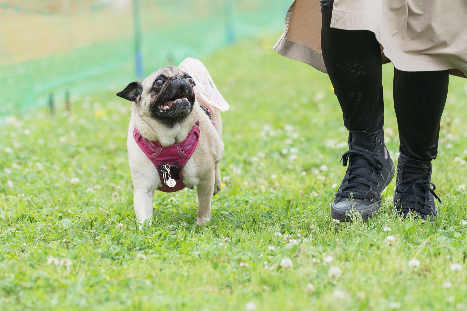 家族でダッシュ撮影(Pug)