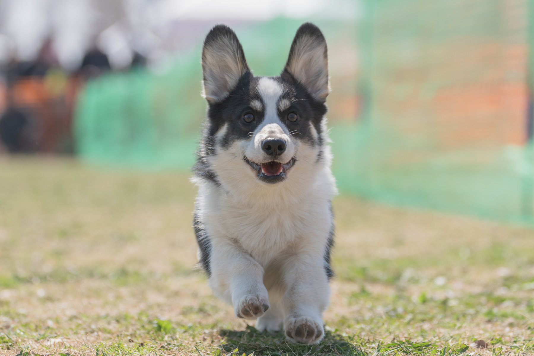 50mスプリント&ハードル走(Corgi Spring)