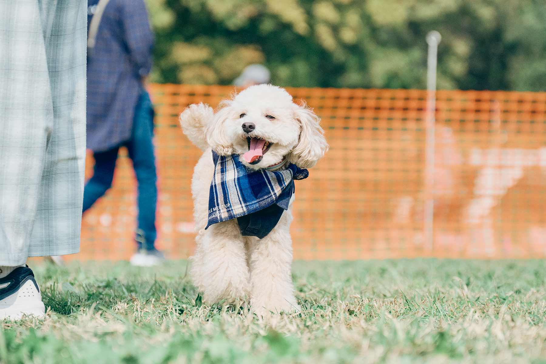 愛犬と快適に過ごすためのドッグランマナー＆注意点解説講座